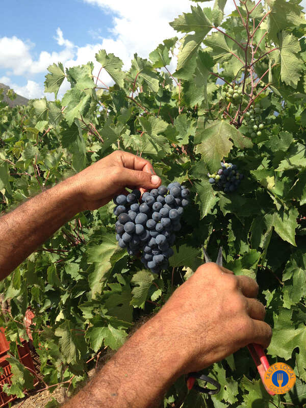 Three days in Arcadia with George, our Gastronomic Correspondent from " Taste Local Greece". - Gastronomy Tours trigos 5 orig 1 - Gastronomy Tours